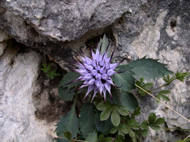  Image name: Raponzolo2.jpg 
 width: 640 pixel 
 height: 479 pixel 
 Size: 61187 bytes 
 Click to enlarge 